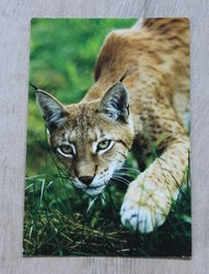 postcard from russia lynx