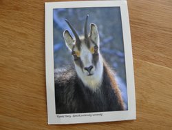 postcard chamois High Tatras Slovakia