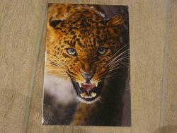 postcard leopard