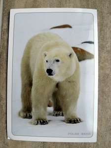 postcard of a polar bear