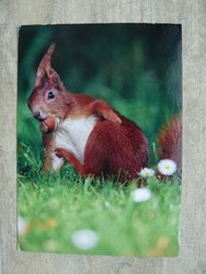 postcard of a squirrel