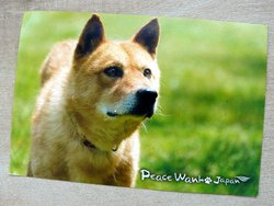 postcard dog peace wanko Japan