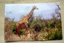 postcard giraffe