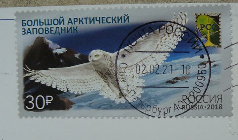 snowy owl postage stamp