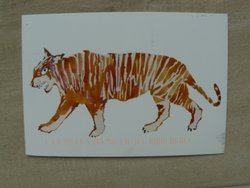 drawing tiger postcard