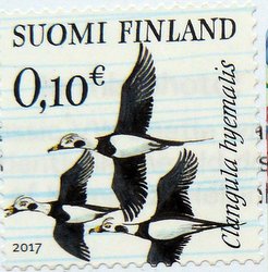 Long-tailed Duck postage Stamp
