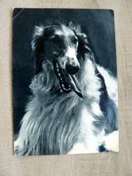 dog greyhound postcard