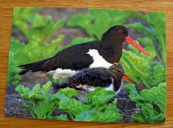 Eurasian oystercatcher postcard