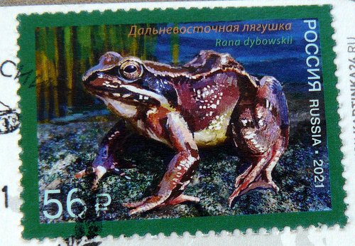 Frog postage stamp