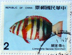 postage stamp taiwan harlequin tuskfish