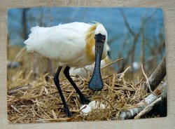 postcard black faced spoonbill