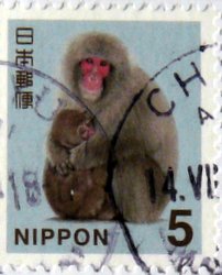 monkey with baby postcard from Japan