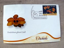 orchid postcard