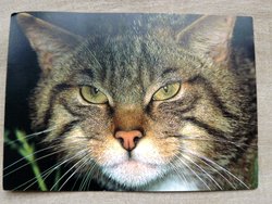 WWF postcard of european wild cat