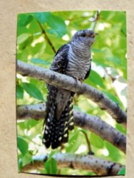 Postcard of a cuckoo