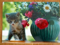 postcard of little cat kitten