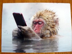 postcard monkey with smartphone