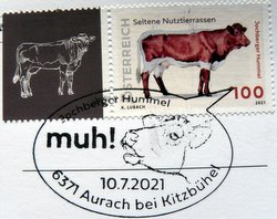 cow postage stamp from austria with a cow postmark