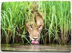 Lion drinking postcard