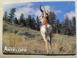 pronghorn antelope postcard