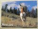 thumbnail image pronghorn antelope postcard