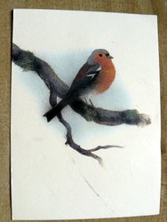 postcard drawing bullfinch bird