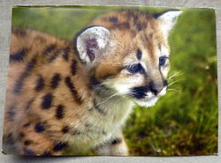postcard baby wildcat