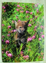 postcard baby wolf