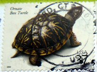 Ornate Box Turtle postage stamp from USA