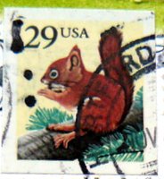 Squirrel postage stamp from USA