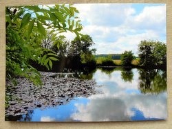 water lily pond postcard