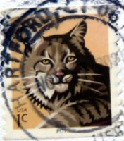 A wildcat postage stamp from USA.