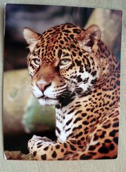 amur leopard postcard