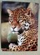 thumbnail image amur leopard postcard
