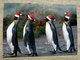 thumbnail image postcard of penguins