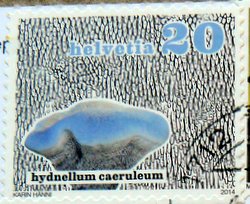 blue green hydnellum swiss stamp