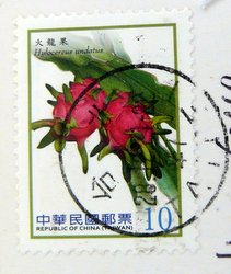 cactus hylocereus undatus postage stamp