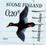 postage stamp of a velvet duck from Finland