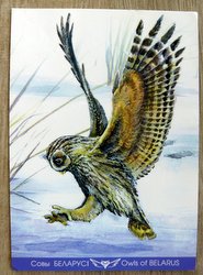 postcard of a tawny owl