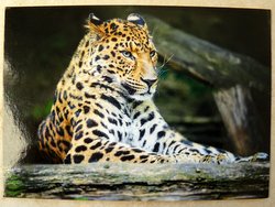 Amur Leopard postcard from Poland