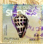 postage stamp seashell hebrew cone