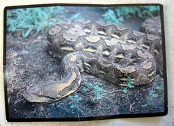 reticulated python postcard