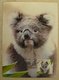 thumbnail image Koala postcard from Australia