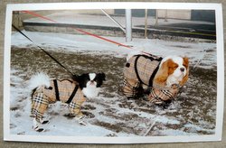 postcard dogs in dress from USA
