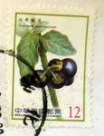 stamp from Taiwan Solanum Americanum